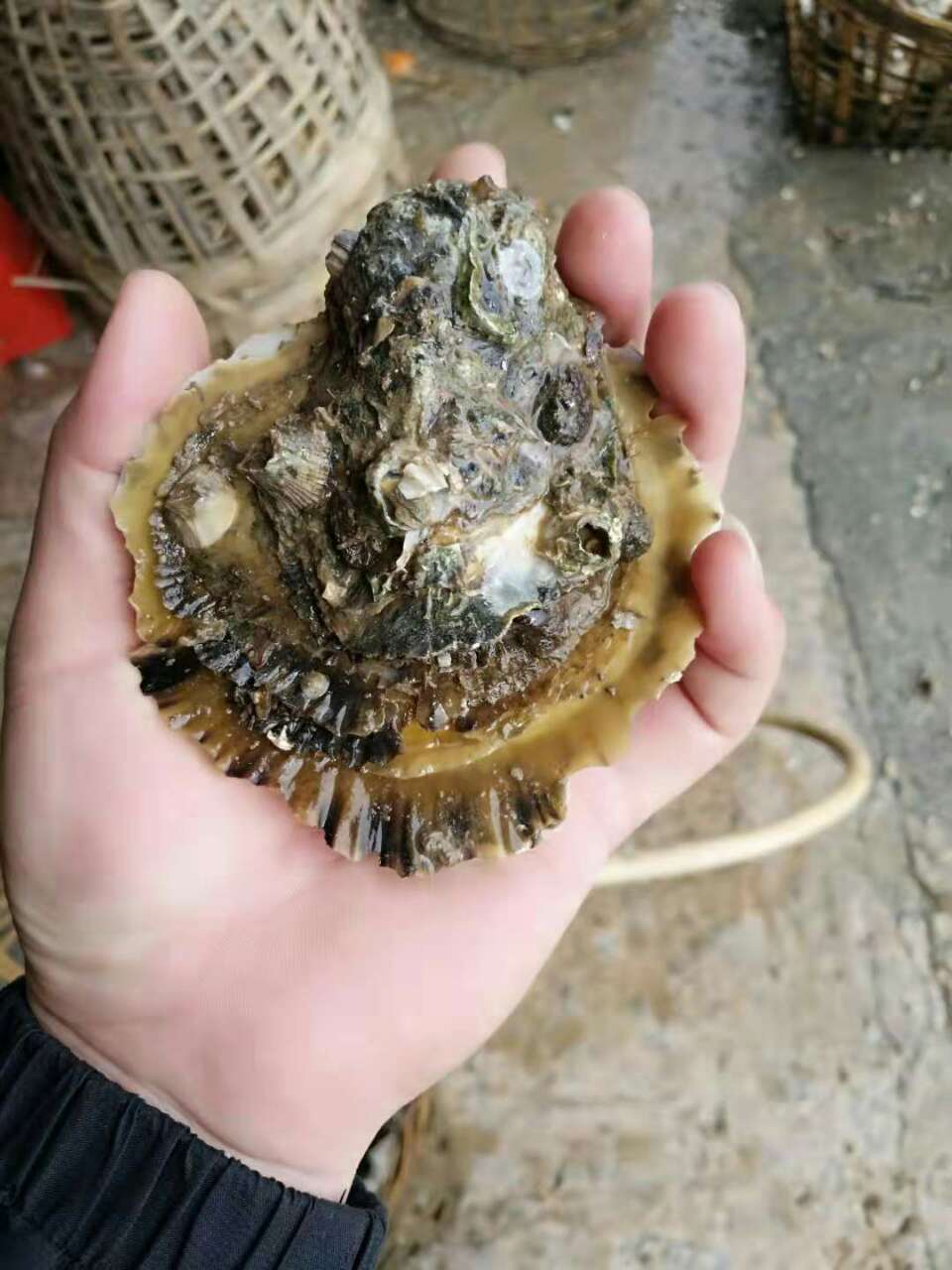 长期供应,海鲜干货,冰箱海鲜.