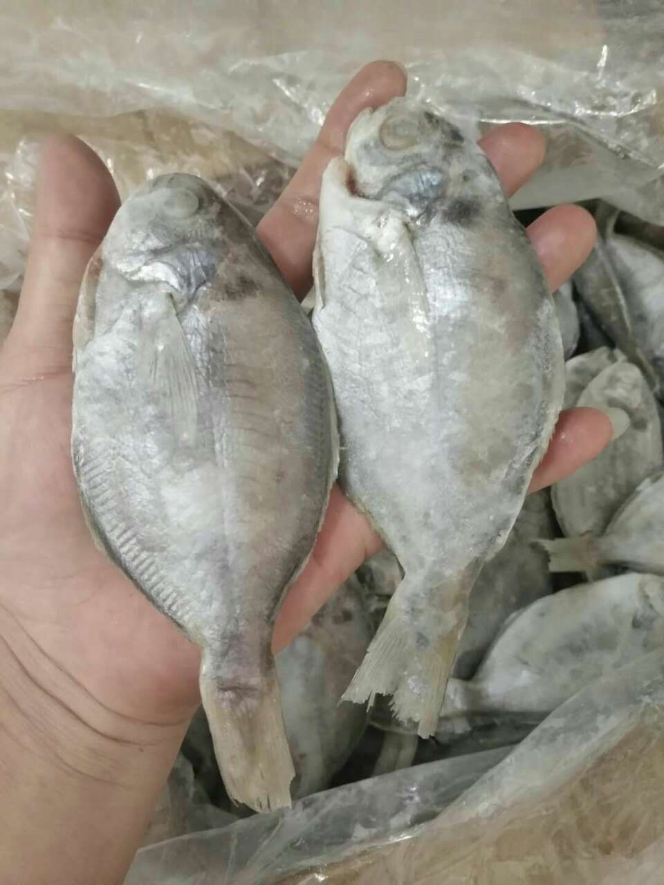 批发零售各种冰鲜,冷冻海鱼.