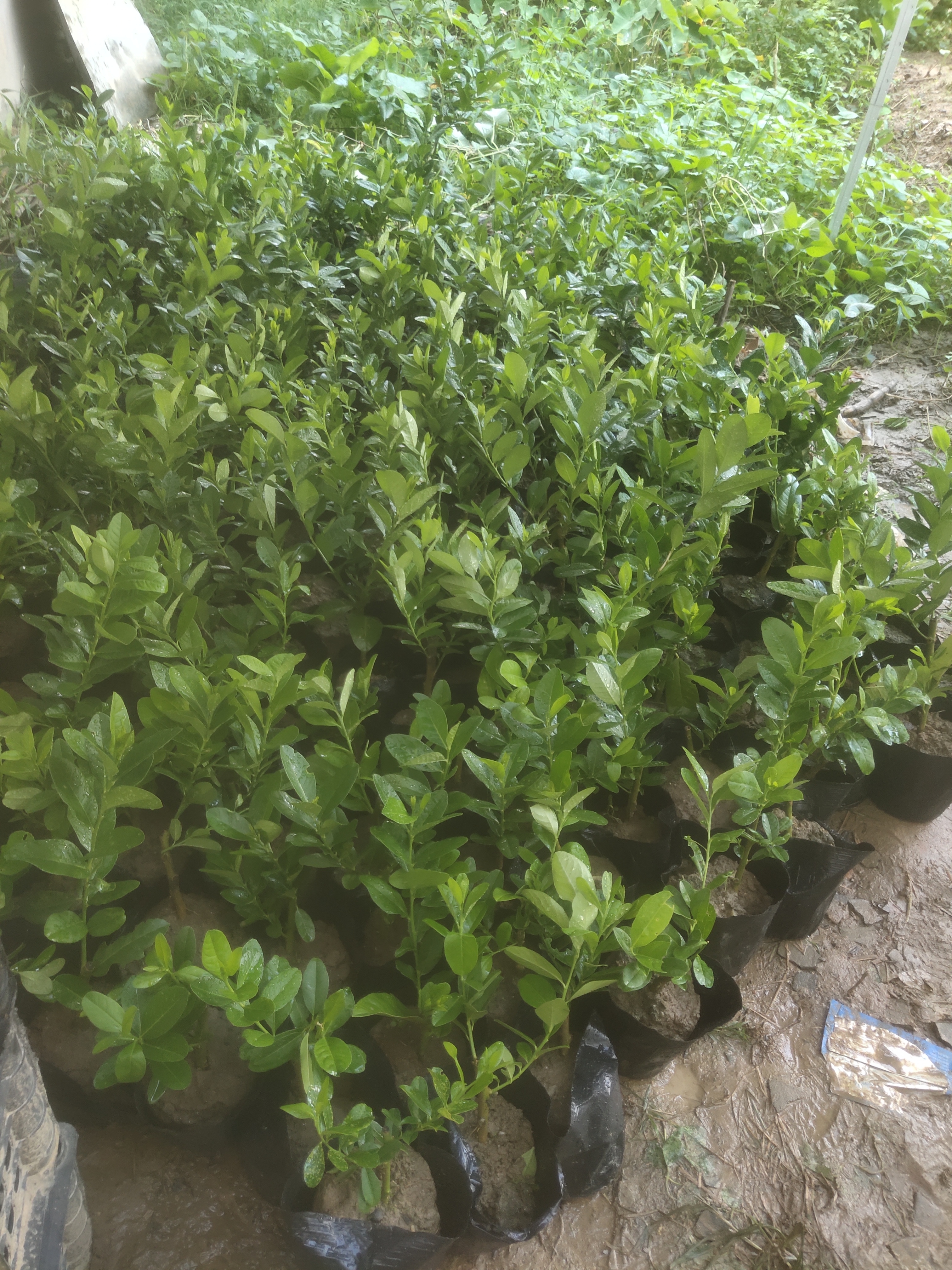 广东(无籽)香水柠檬苗销售,电话微信a13824854853