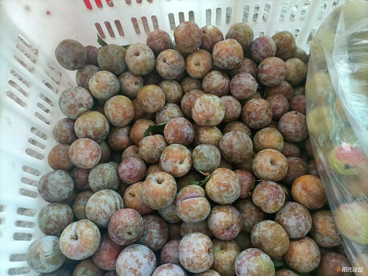 姨仔拿来的发霉三华李